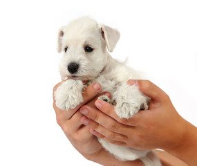 white puppy