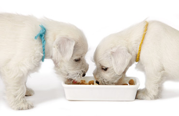 white puppies