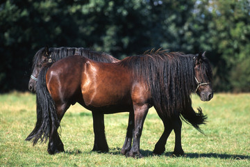 deux chevaux de Mérens tête bêche