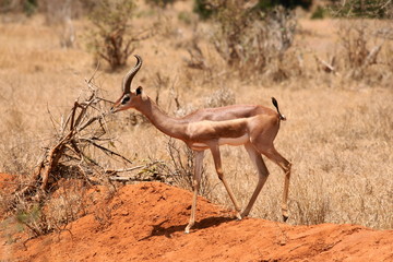 Giraffengazelle