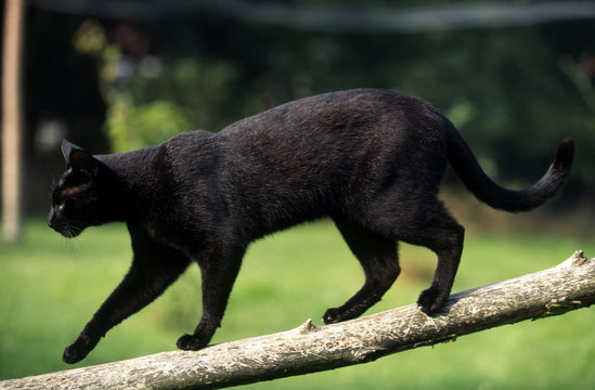 chat noir en équilibre sur une branche fine