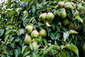 growing pears