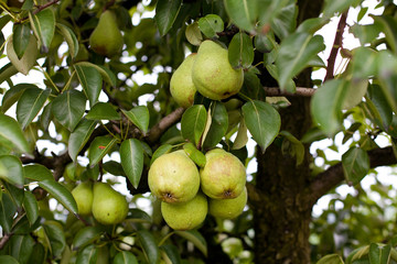 growing pears
