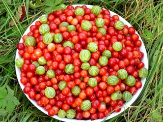 Berries on a plate. Gooseberry and cherry.