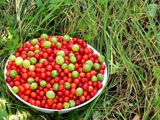 Berries on a plate. Gooseberry and cherry.