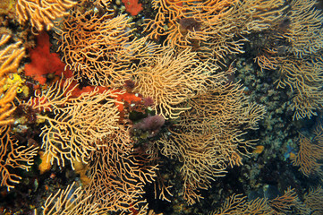 Fächerkorallen im Mittelmeer