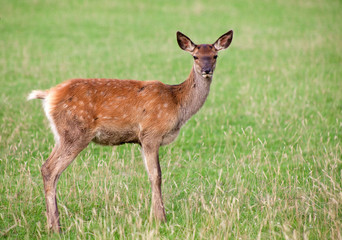 young deer on green grass