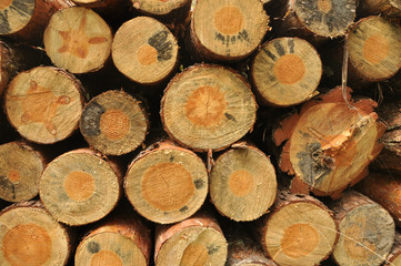 Pile of wood in forest