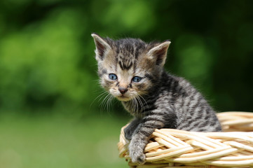 Junge Katze im Korb