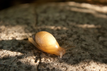 snail on stone