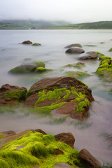 Boulders covered with green seaweed bading in misty sea