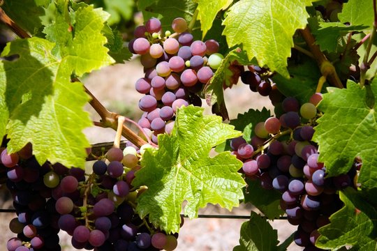 Grappes de raisins au soleil