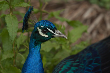 Obraz premium peacock 8653