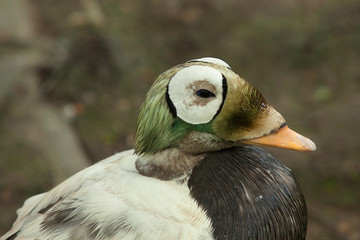 spectacled eider duck 8611