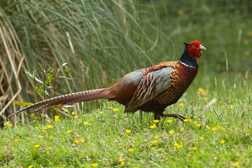 male pheasant 8592