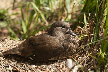 duck on nest 8572