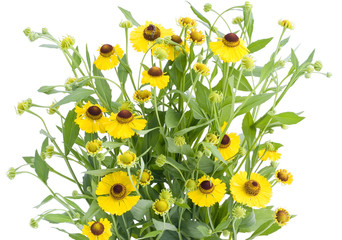 Bush of Coreopsis flowers