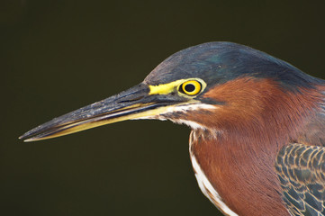 Green Heron bird.