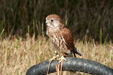 Saker Falcon standing on tire