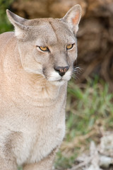 Close up of a puma.
