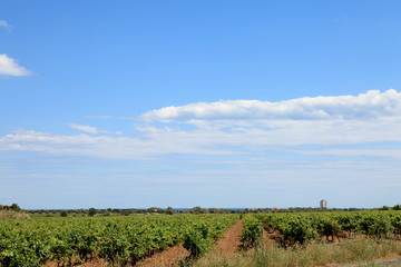 Fototapeta na wymiar Vineyard with beautiful sky and clouds
