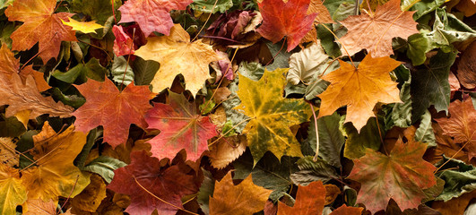 Colourful autumn background