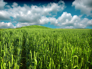 green wheat field and cloudy sky