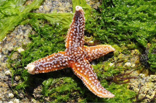 Etoile de mer &agrave; quatre bras sur des algues &agrave; mar&eacute;e basse