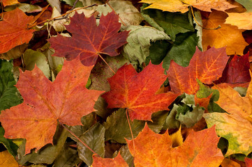 Colourful autumn background