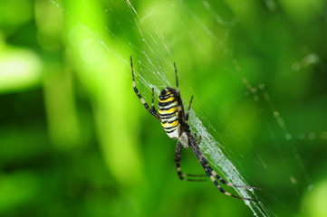 Spinne im Netz