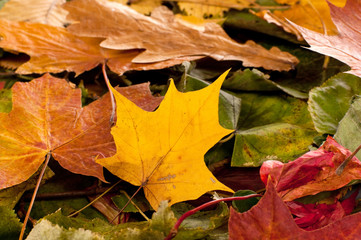 Colourful autumn background
