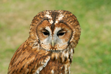 Tawny Owl full face
