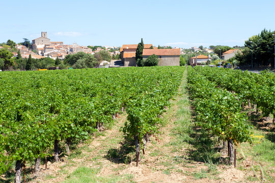 vineyard by Valras in France