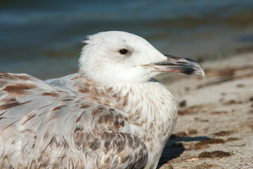 a portrait of juvenile herring gull / Larus argentatus