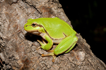Green Tree Frog (Hyla arborea)