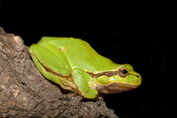 Green Tree Frog (Hyla arborea)