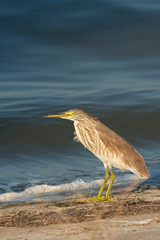 Squacco or Silky Heron looking for food (Ardeola ralloides)
