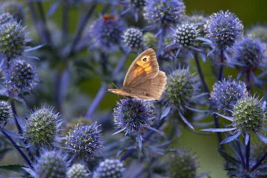 Hedge-brown butterfly feeding from eryngium