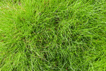 Grass background