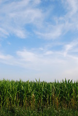 Obraz premium Maisfeld