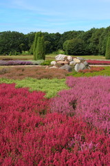Lüneburger Heide, im Heide-Garten