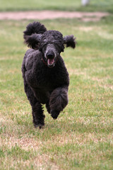 Königspudel beim Hunderennen