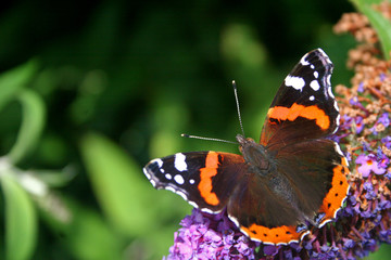 Fototapeta na wymiar Red Admiral butterfly