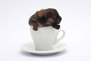 Pomeranian in a coffee cup