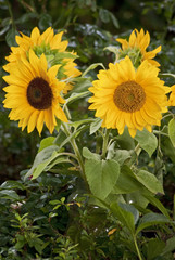 Sonnenblume