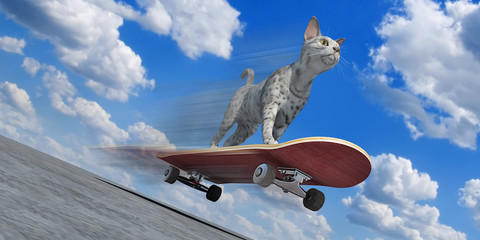 skate cat 2 © Mathias Weil