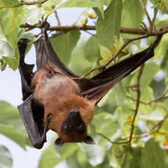 Flughund - Flying fox - Fruit bat