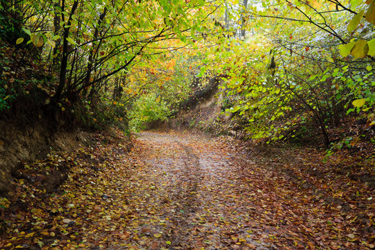 Muddy forest road in autumn in ravine