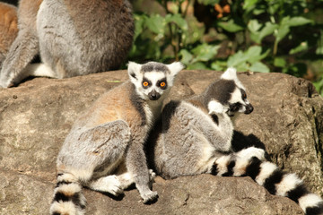 Ring-tailed lemurs on a rock
