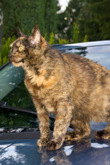 Katzen Hostess auf Auto